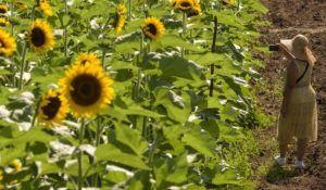 Sunflower Festival 2023 se extiende hasta el 25 de junio en Tierra Tropical