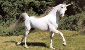 Descubren restos del único «unicornio» que caminó entre humanos