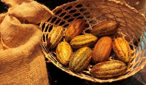 Día Nacional del Cacao: Un patrimonio de riqueza y tradición