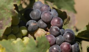 La Montserratina se une a la Vendimia Pomar 2025 en Carora