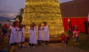 Los campos de pinos llegan a Tierra Tropical para celebrar el “Christmas Farm”