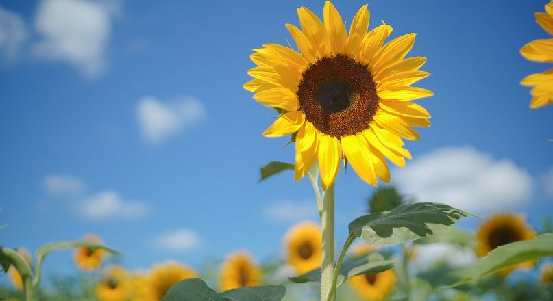 Sunflower Festival 2023 inicia este sábado 10 de junio