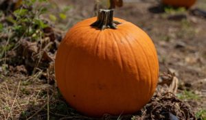 Pumpkin Patch en Tierra Tropical se adelanta y llega este 30 de septiembre