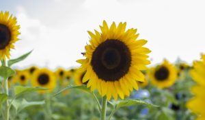 Tierra Tropical se prepara para el Pumpkin Patch en octubre 2023