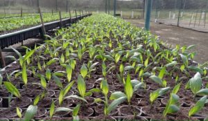 Certificada la primera semilla de palma creada en Venezuela