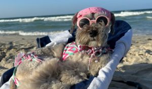 Laika La Schnauzer, la perrita viajera más feliz, sigue enamorando a Venezuela