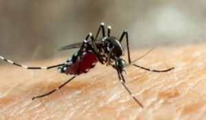 Dengue: Repunte de dengue en Venezuela y Sudamérica enciende las alarmas