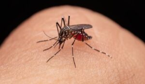 Expertos recomiendan cuidados básicos para evitar la propagación del Dengue