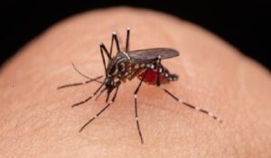 Dengue: Una amenaza en aumento en Venezuela