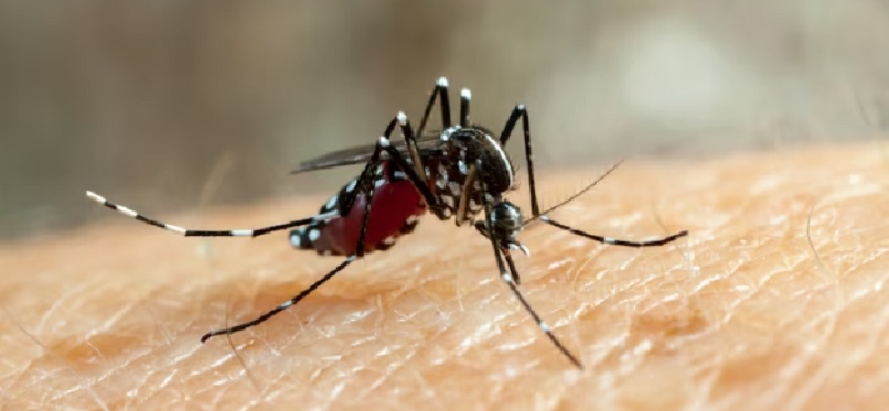 Dengue: Repunte de dengue en Venezuela y Sudamérica enciende las alarmas