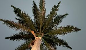 El Festival del Cine Venezolano (FCV) celebrará su vigésima edición en la Isla de Margarita